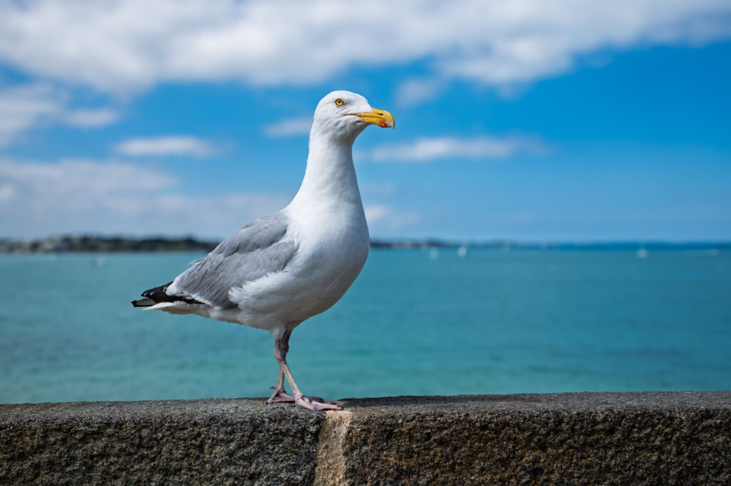 Mouette posée sur un muret au bord de mer.
