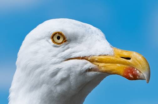 Gros plan d'une tête de mouette.