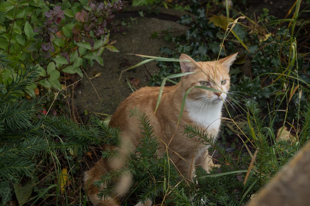 Chat roux dans le jardin parmi les plantes.