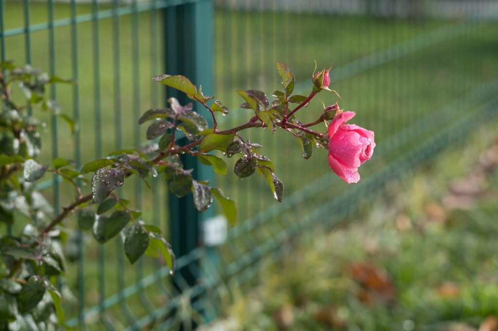 Rose rose avec des gouttes d'eau, fond de jardin.