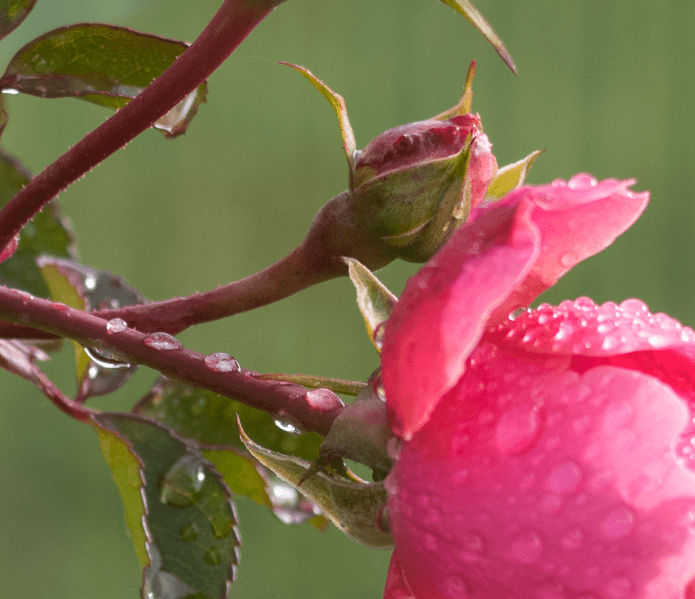 Rose rose avec gouttes de pluie