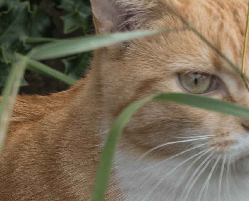 Chat roux se cachant derrière des feuilles vertes.