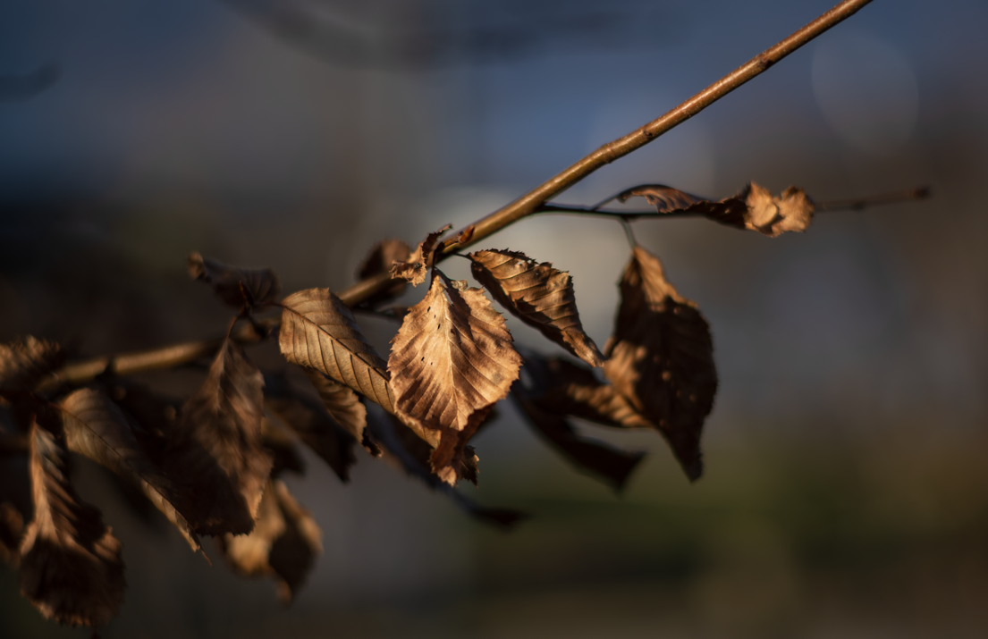 Feuilles mortes sur une branche en automne