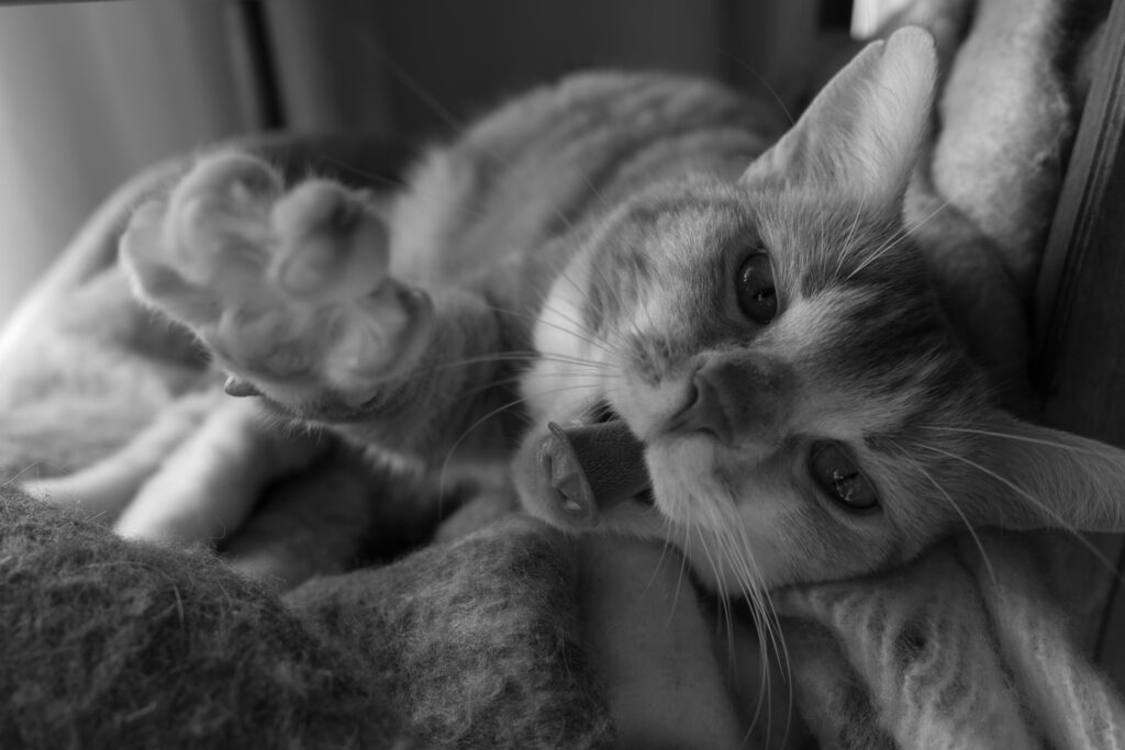 Chat allongé regardant la caméra.